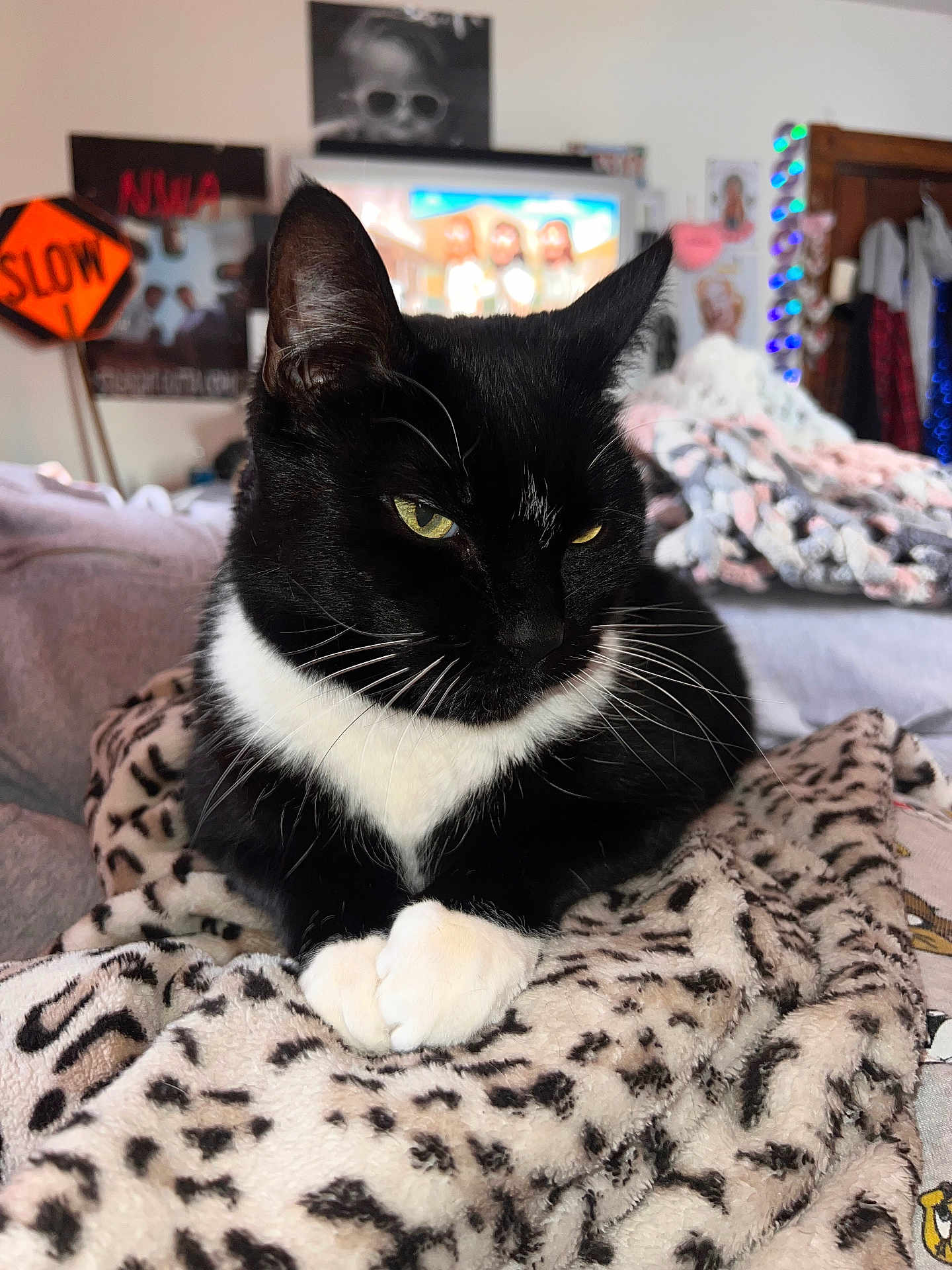 Sheba is registered to the contest to win money with this photo: cat, tuxedo_cat, black_and_white, pet, animal, feline, whiskers, blanket, cozy, indoor, resting, fur, ears, eyes, paw, home, living_room, decor, soft, cute