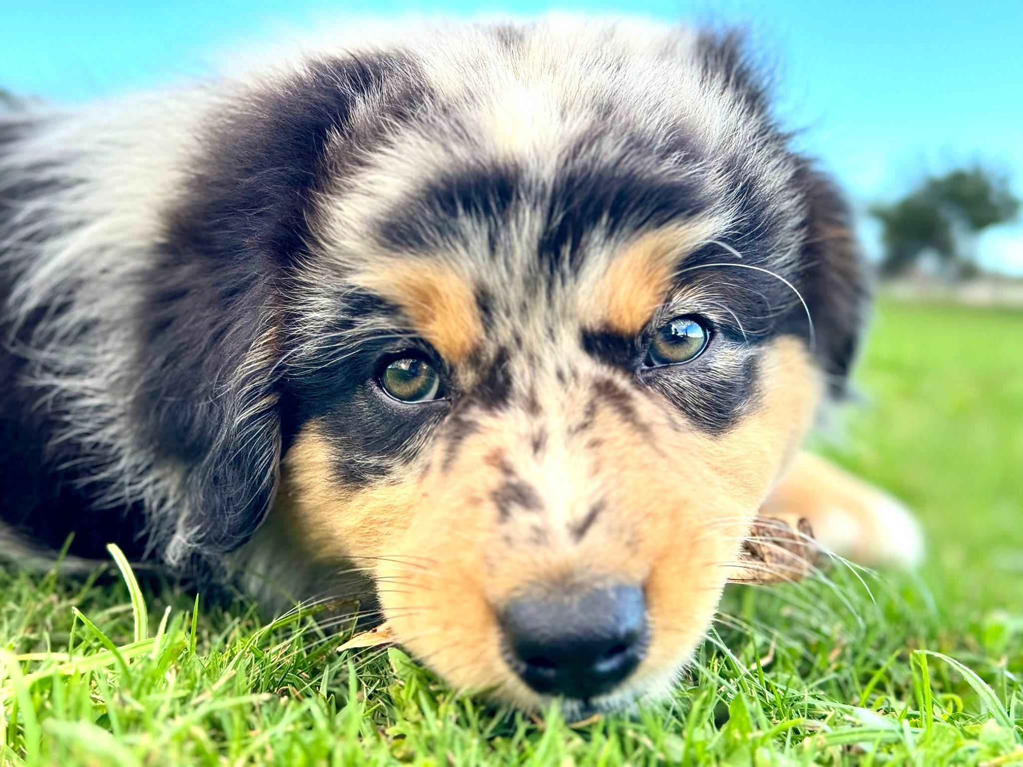 Keziah joined the competition — help win amazing prizes! ancient_dog_breeds, carnivore, companion_dog, dog, dog_breed, electric_blue, eye, fur, grass, grassland, happy, herding_dog, plant, sky, snout, sporting_group, terrestrial_animal, whiskers, wildlife, working_dog