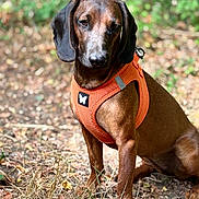Appy a rejoint le concours — aidez-le/la à gagner de superbes lots ! dog, dachshund, brown_dog, long_body, floppy_ears, short_legs, harness, orange_harness, outdoor, forest, woodland, nature, sitting, pet, canine, portrait, animal, ground, leaves, grass