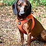 dog, dachshund, brown_dog, long_body, floppy_ears, short_legs, harness, orange_harness, outdoor, forest, woodland, nature, sitting, pet, canine, portrait, animal, ground, leaves, grass