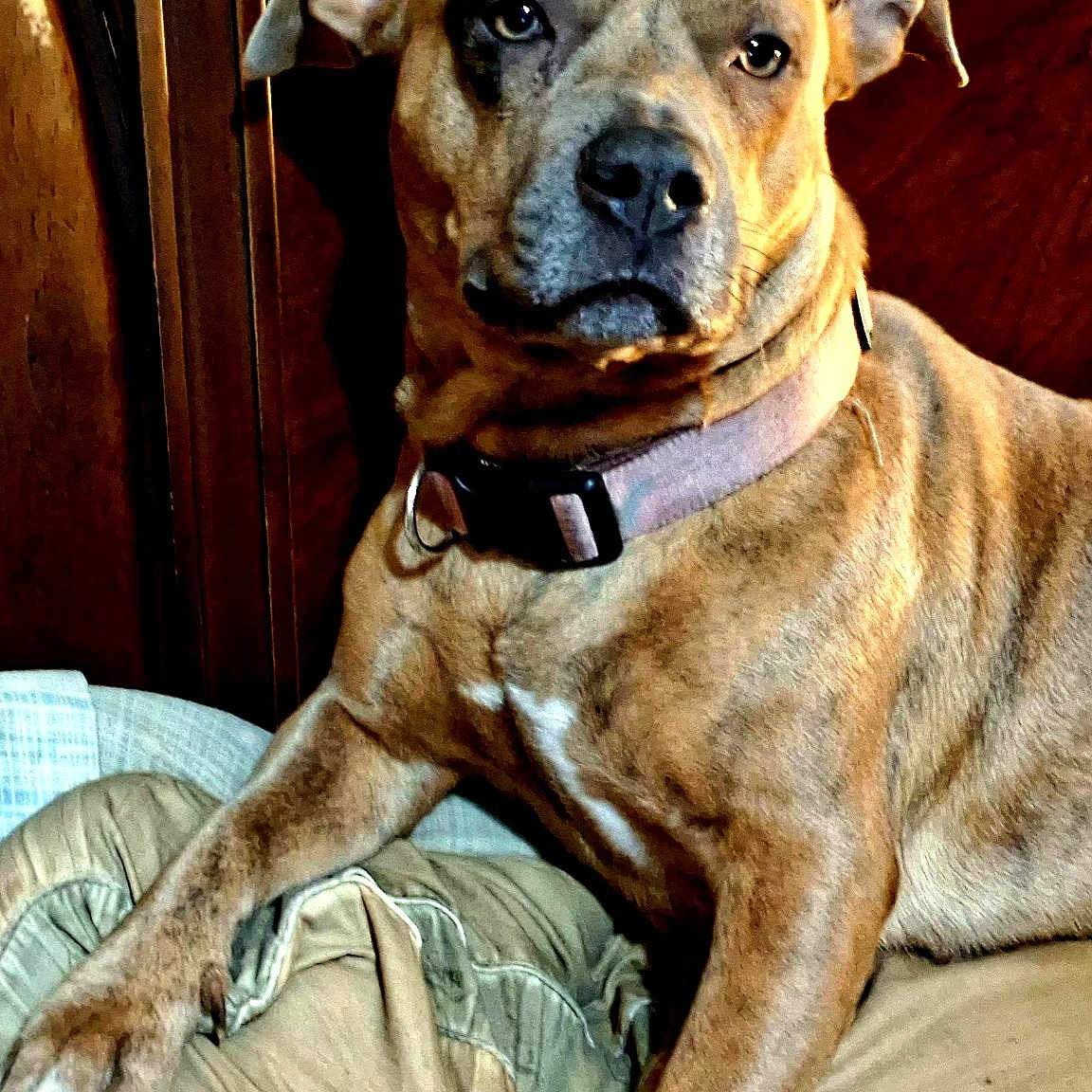 Lollipop joined the competition — help win amazing prizes! dog, canine, pet, portrait, sitting, indoors, cushion, furniture, collar, tan_coat, short_hair, floppy_ears, dark_nose, brown_eyes, white_chest, front_legs, paws, wooden_background, home, closeup