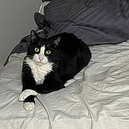 Biggy participe au concours pour gagner de l'argent avec cette photo : animal, bed, bedding, black_and_white, cat, cozy, crossed_paws, domestic_cat, feline, fur, household, indoor, looking_at_camera, pet, pillow, relaxed, resting, sleep_area, tuxedo_cat, whiskers