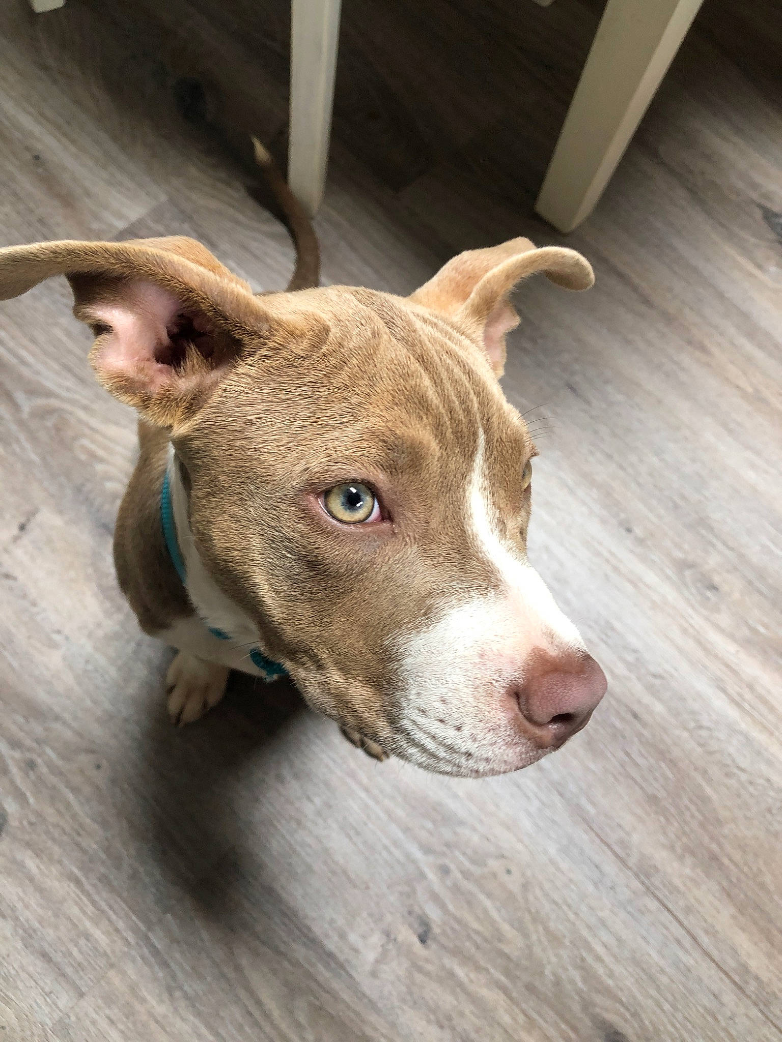 Juniper is registered to the contest to win money with this photo: american_pit_bull_terrier, american_staffordshire_terrier, canidae, carnivore, dog, dog_breed, ear, eye, fawn, mammal, non_sporting_group, nose, pit_bull, puppy, snout, sporting_group, vertebrate, whiskers