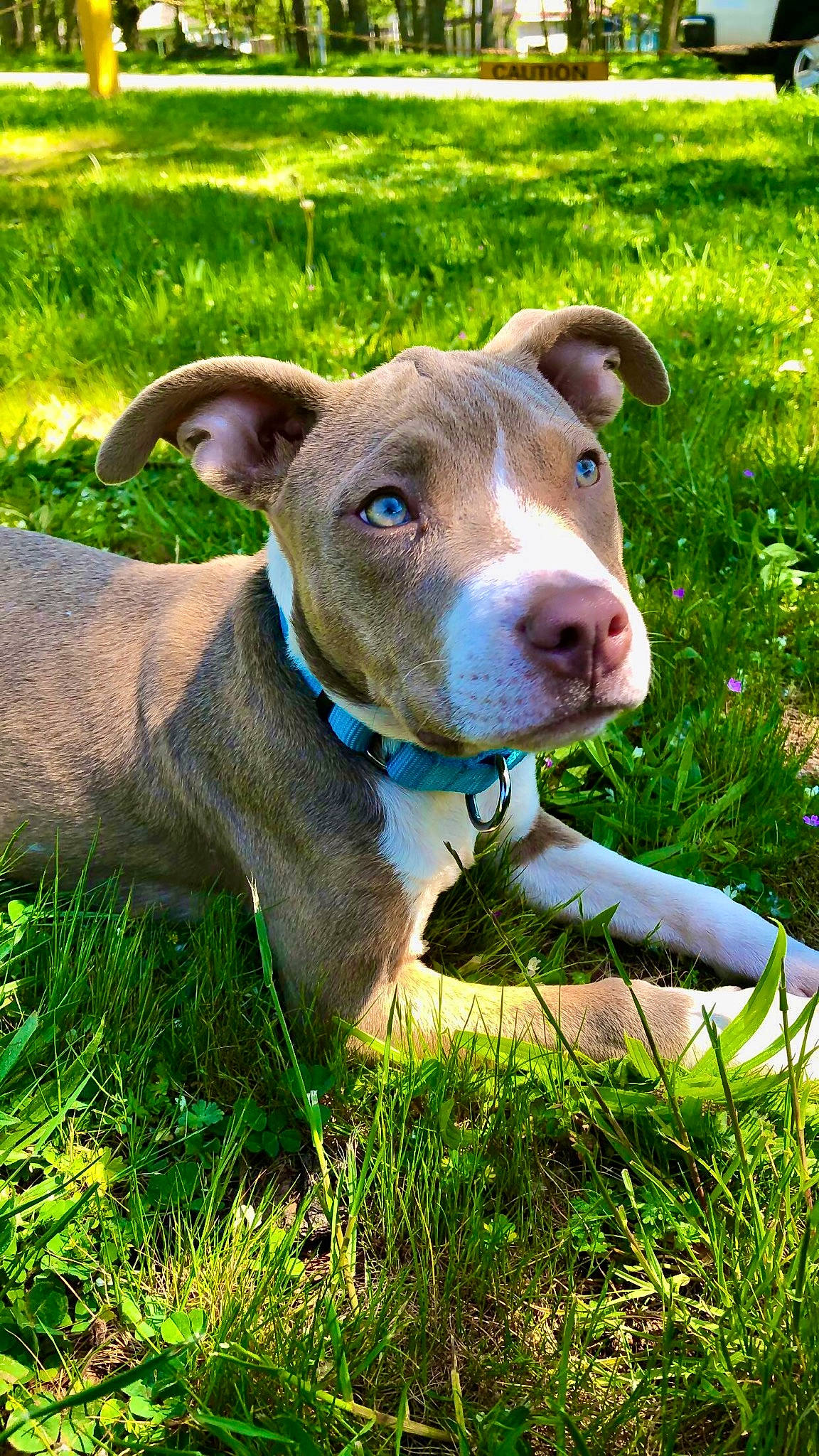 Juniper is registered to the contest to win money with this photo: american_pit_bull_terrier, american_staffordshire_terrier, canidae, carnivore, catahoula_bulldog, dog, dog_breed, fawn, grass, mammal, non_sporting_group, pit_bull, plant, rare_breed_dog, snout, sporting_group, terrier, vertebrate