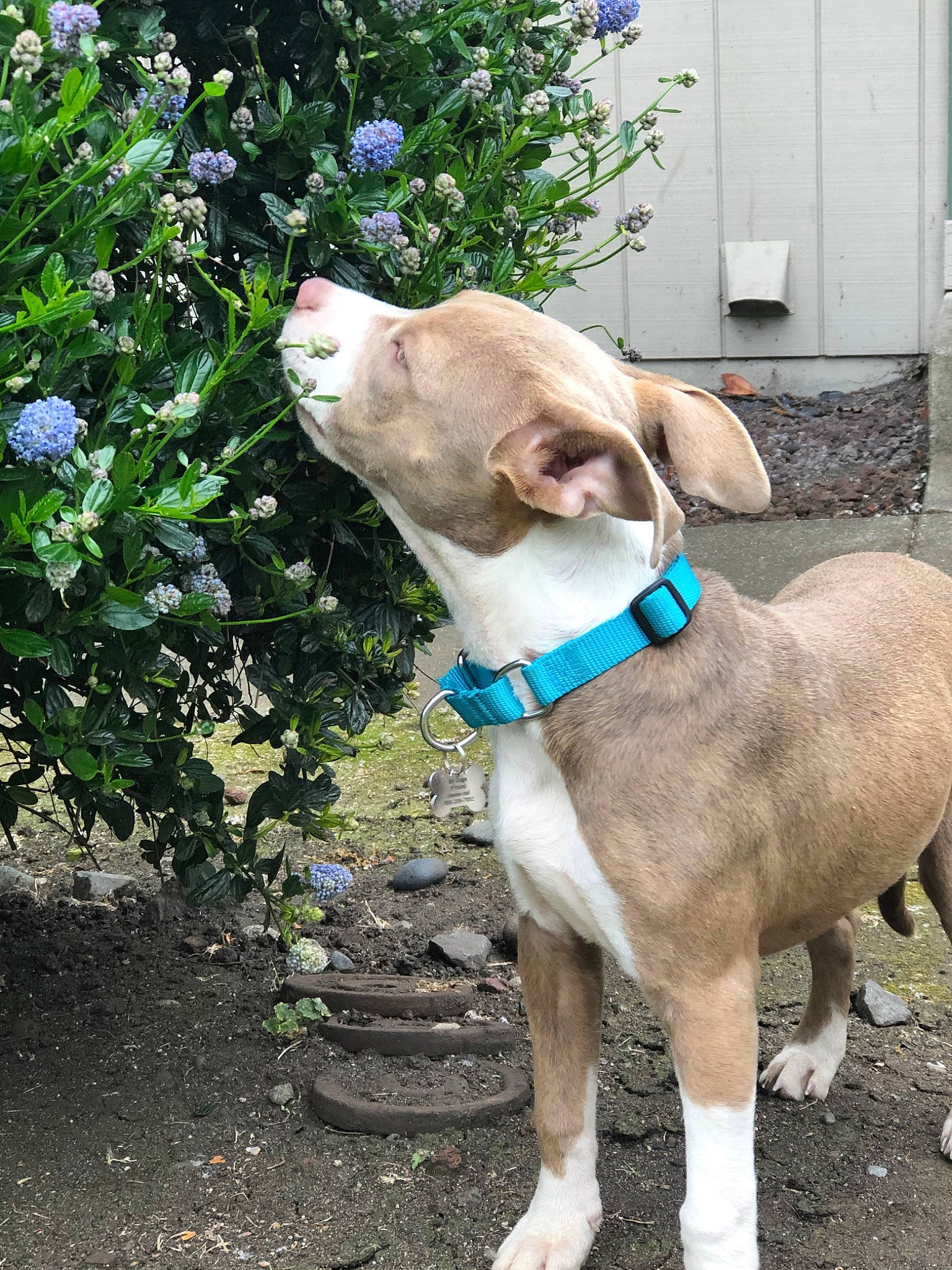 Juniper joined the competition — help win amazing prizes! canidae, carnivore, collar, companion_dog, dog, dog_breed, dog_collar, fashion_accessory, fawn, leash, mammal, pit_bull, plant, pointer, rare_breed_dog, snout, sporting_group, vertebrate, weimaraner