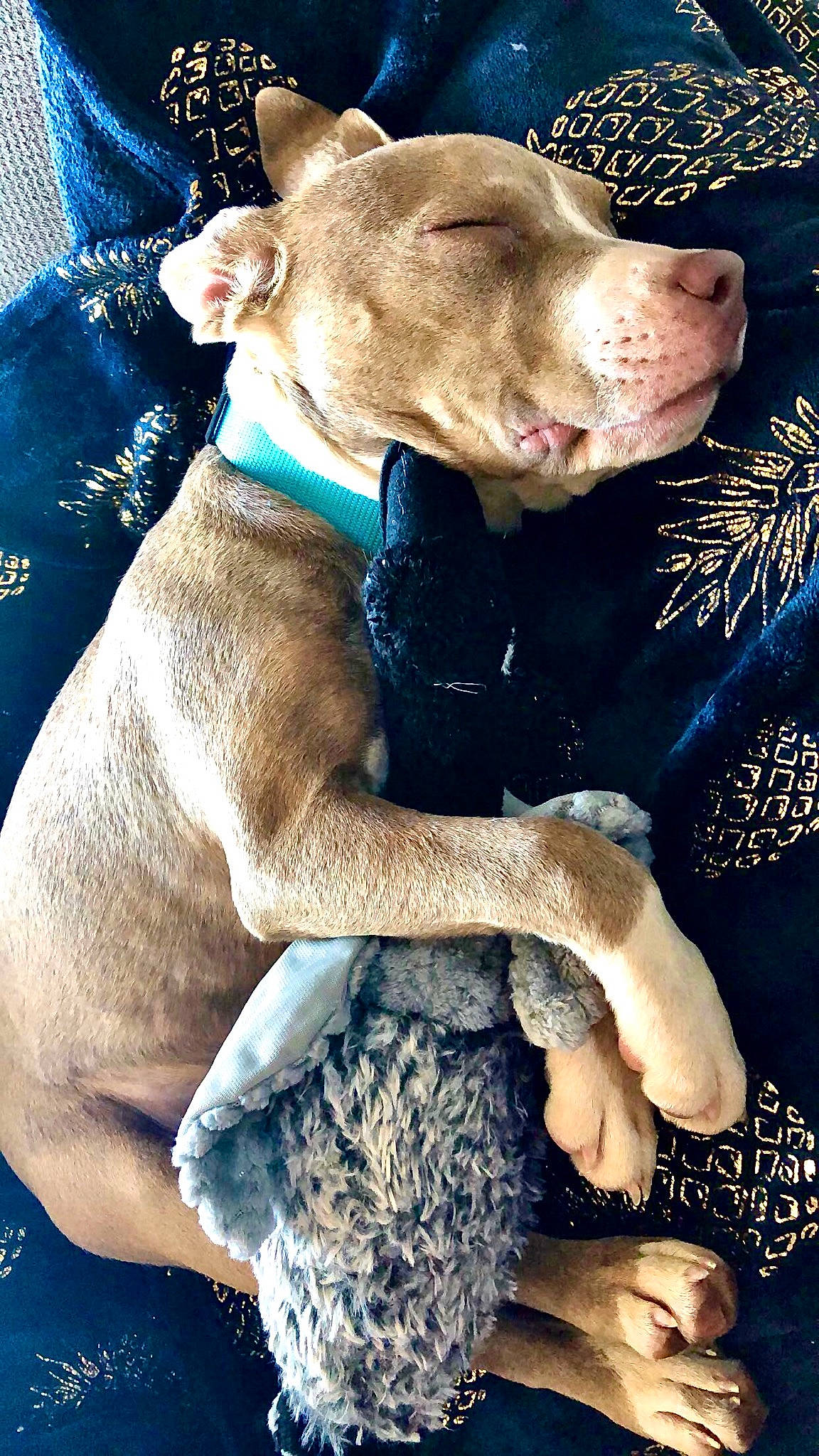 Juniper is registered to the contest to win money with this photo: american_pit_bull_terrier, american_staffordshire_terrier, canidae, carnivore, cordoba_fighting_dog, dog, dog_breed, dog_collar, ear, fawn, mammal, non_sporting_group, pit_bull, snout, sporting_group, vertebrate