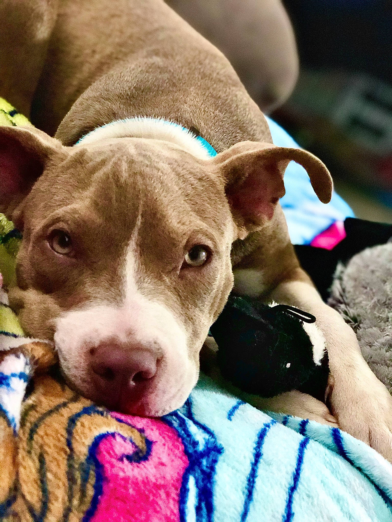 Juniper is registered to the contest to win money with this photo: american_pit_bull_terrier, american_staffordshire_terrier, bull_and_terrier, canidae, carnivore, dog, dog_breed, ear, fawn, mammal, non_sporting_group, nose, old_english_terrier, pit_bull, puppy, rare_breed_dog, snout, sporting_group, vertebrate, whiskers