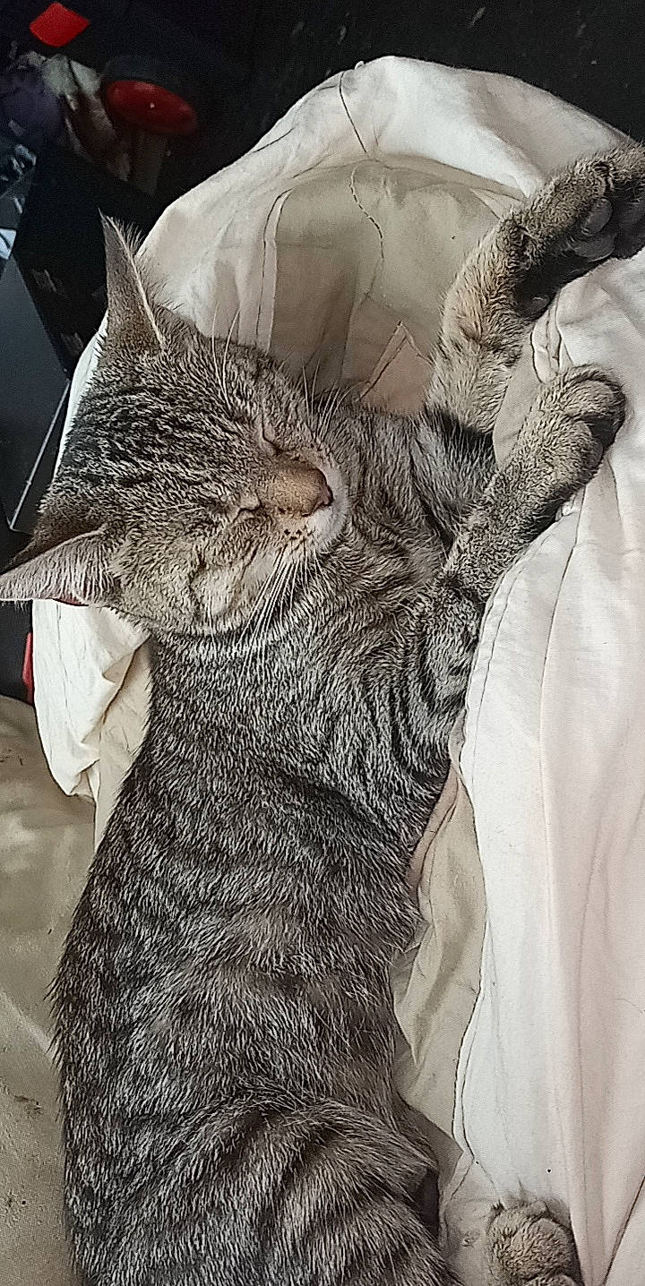 Bella joined the competition — help win amazing prizes! art, carnivore, cat, claw, domestic_short_haired_cat, felidae, fur, gesture, grey, human_leg, jaw, linens, monochrome_photography, organism, small_to_medium_sized_cats, snout, tail, textile, whiskers, wildlife