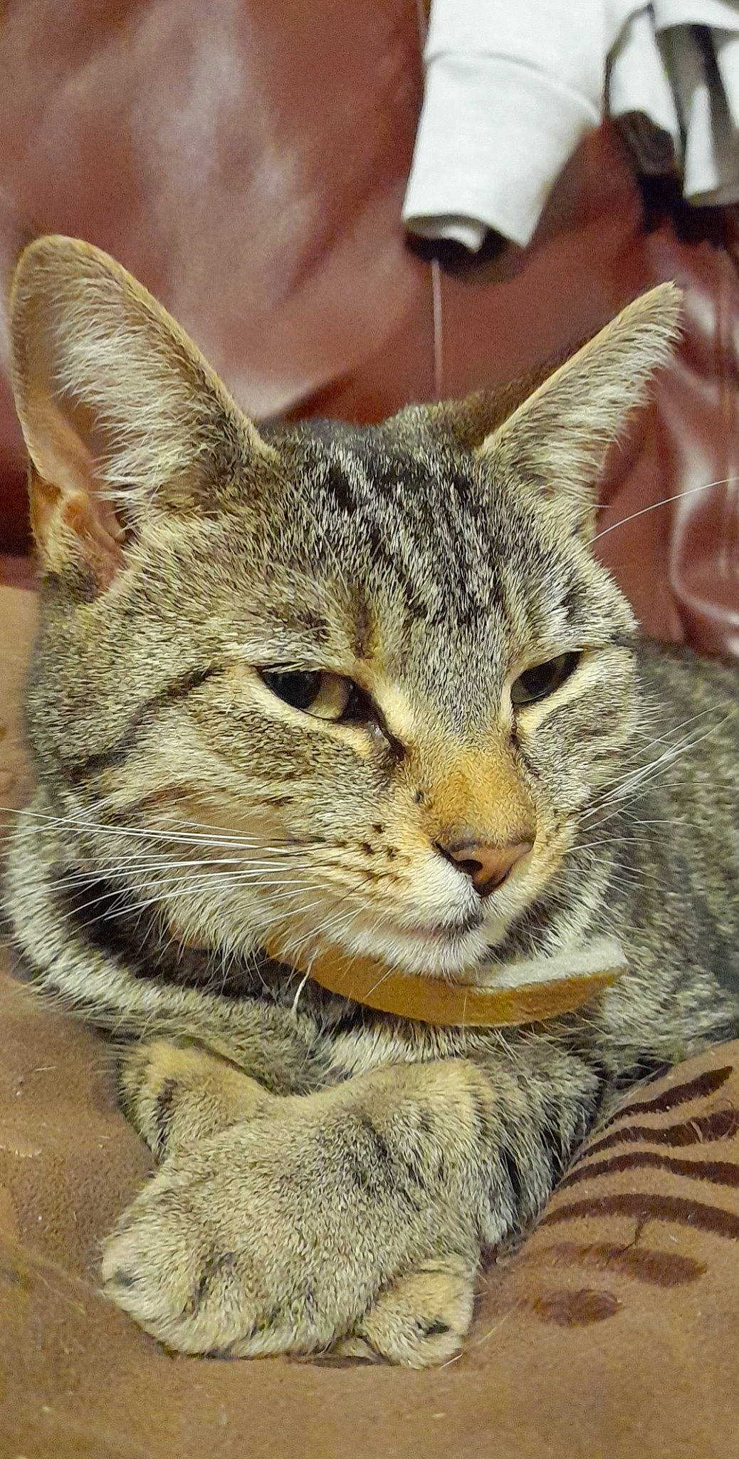 Bella joined the competition — help win amazing prizes! carnivore, cat, claw, close_up, domestic_short_haired_cat, ear, felidae, fur, grass, paw, photo_caption, small_to_medium_sized_cats, snout, terrestrial_animal, whiskers, wildlife, window