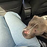 Oslo participe au concours pour gagner de l'argent avec cette photo : dog, car_interior, jeans, shirt, lap, resting, brown_dog, seat, casual_clothing, close_up, pet, companion, comfort, relaxation, human, animal, transportation, seat_back, casual, indoor