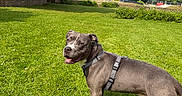 Oslo a rejoint le concours — aidez-le/la à gagner de superbes lots ! dog, canine, pet, grass, outdoor, park, harness, smiling, animal, greenery, sunny, daylight, nature, mammal, friendly, happy, walking, playful, leisure, summer