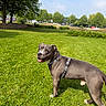 dog, canine, pet, grass, outdoor, park, harness, smiling, animal, greenery, sunny, daylight, nature, mammal, friendly, happy, walking, playful, leisure, summer