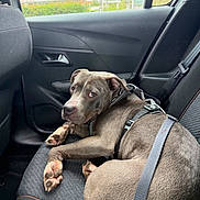 Oslo participe au concours pour gagner de l'argent avec cette photo : dog, car_interior, seat, harness, pet, animal, window, looking_back, resting, gray_coat, paw, seatbelt, door_handle, car_door, vehicle, domestic_animal, canine, fur, indoor, transport