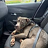 dog, car_interior, seat, harness, pet, animal, window, looking_back, resting, gray_coat, paw, seatbelt, door_handle, car_door, vehicle, domestic_animal, canine, fur, indoor, transport
