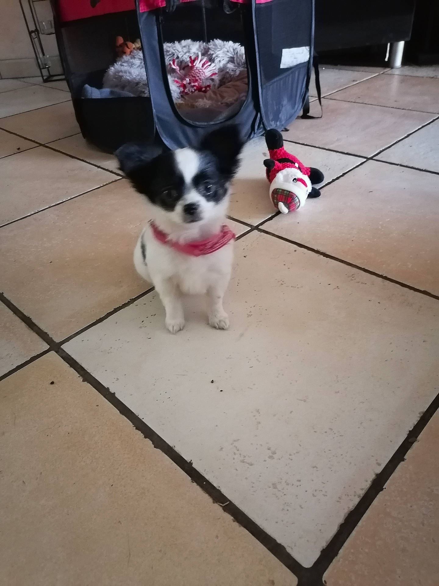 Vanille a rejoint le concours — aidez-le/la à gagner de superbes lots ! accessories, animal, canine, chihuahua, clothing, cockerspaniel, dog, eskimodog, footwear, leash, papillon, path, person, pet, puppy, shoe, strap, tile, toy, walkway