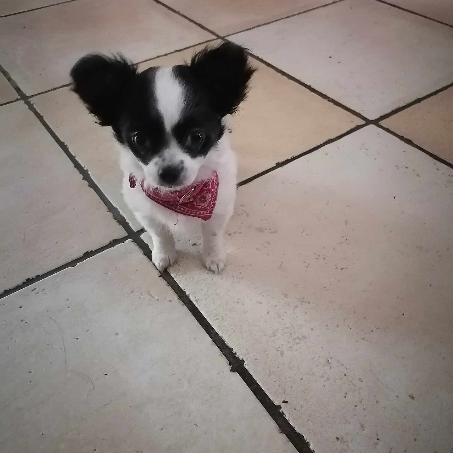 Vanille participe au concours pour gagner de l'argent avec cette photo : accessories, animal, canine, chihuahua, cockerspaniel, dog, eskimodog, flagstone, leash, papillon, path, person, pet, poodle, puppy, slate, strap, tile, toy, walkway