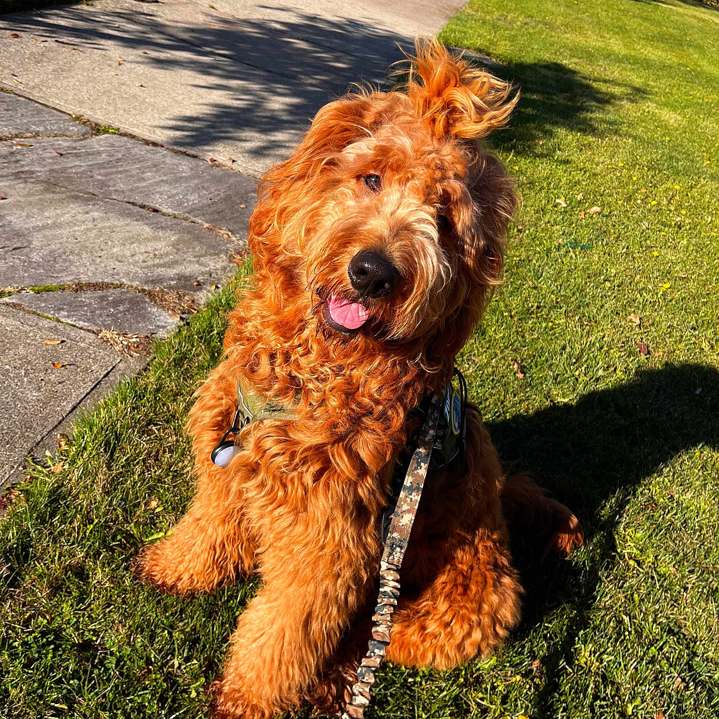 Morrocco is registered to the contest to win money with this photo: accessories, airedale, animal, canine, car, dog, flagstone, grass, lawn, outdoors, path, pet, plant, puppy, sidewalk, strap, terrier, transportation, vehicle, walkway