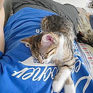 Miette a rejoint le concours — aidez-le/la à gagner de superbes lots ! animal, bed, blanket, blue_shirt, cat, comfortable, cute, domestic, fur, indoor, kitten, nap, paw, person, pet, relaxing, resting, sleeping, striped, tabby