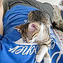 animal, bed, blanket, blue_shirt, cat, comfortable, cute, domestic, fur, indoor, kitten, nap, paw, person, pet, relaxing, resting, sleeping, striped, tabby