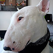 Pablo participe au concours pour gagner de l'argent avec cette photo : dog, bull_terrier, white_dog, close_up, side_profile, bandana, pet, indoor, living_room, furniture, television, human_hand, ring, ear, nose, fur, animal, pet_accessory, looking_away, domestic_animal
