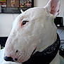 dog, bull_terrier, white_dog, close_up, side_profile, bandana, pet, indoor, living_room, furniture, television, human_hand, ring, ear, nose, fur, animal, pet_accessory, looking_away, domestic_animal