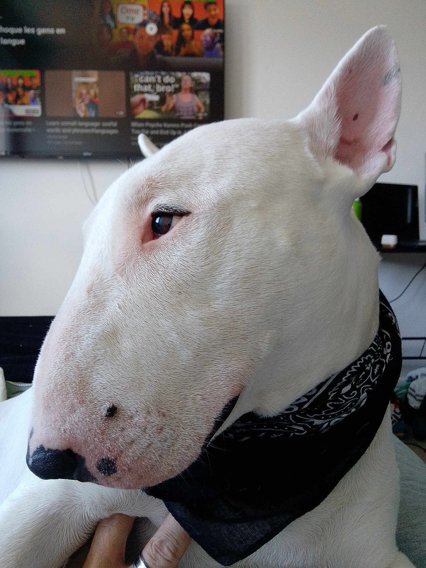 Pablo participe au concours pour gagner de l'argent avec cette photo : dog, bull_terrier, white_dog, close_up, side_profile, bandana, pet, indoor, living_room, furniture, television, human_hand, ring, ear, nose, fur, animal, pet_accessory, looking_away, domestic_animal