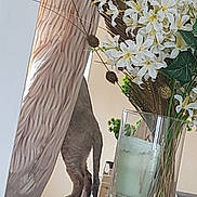 Winnie a rejoint le concours — aidez-le/la à gagner de superbes lots ! cat, curtain, table, vase, flowers, indoor, decor, plant, white_flowers, feline, curiosity, tail, hind_legs, glass_vase, stones, home, interior, standing, playful, mystery