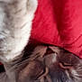 cat, sleeping, close_up, fur, whiskers, red_blanket, pet, animal, cozy, nap, indoor, soft, head, face, resting, cute, feline, relaxed, domestic_cat