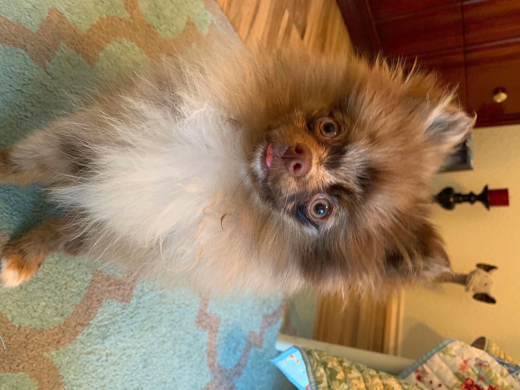 Andi joined the competition — help win amazing prizes! fawn, fur, iris, liver, primate, snout, spitz, tongue, vertebrate, whiskers