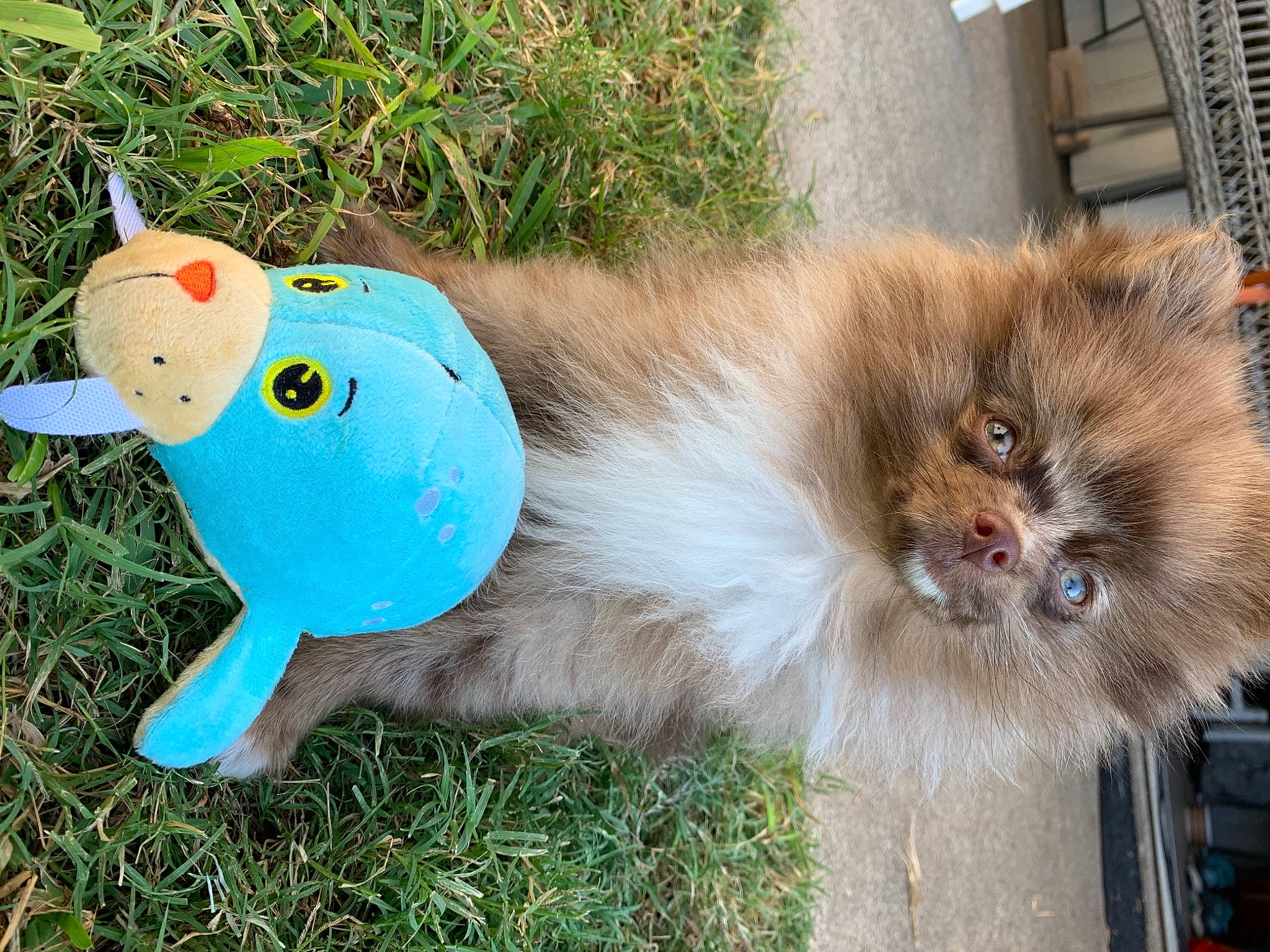 Andi joined the competition — help win amazing prizes! baby_toys, beak, fawn, fur, german_spitz, natural_material, non_sporting_group, plush, pomeranian, primate, snout, spitz, stuffed_toy, terrestrial_animal, toy