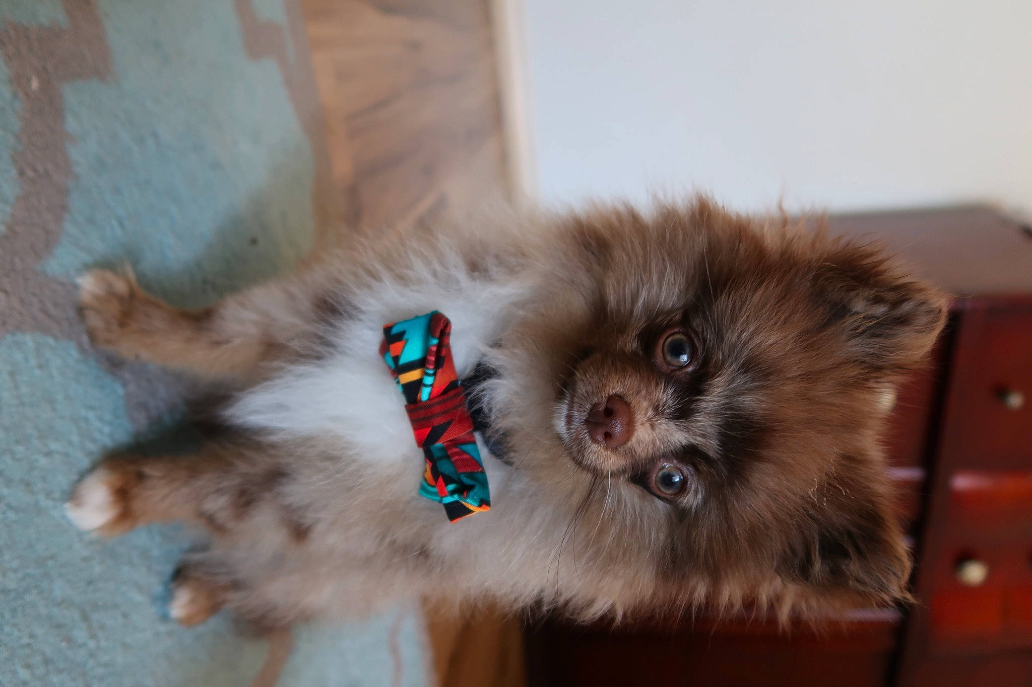 Andi joined the competition — help win amazing prizes! canidae, carnivore, chest_of_drawers, dog_breed, dog_supply, fawn, filing_cabinet, fur, german_spitz, iris, natural_material, non_sporting_group, pet_supply, pomeranian, puppy, snout, spitz, toy_dog, whiskers