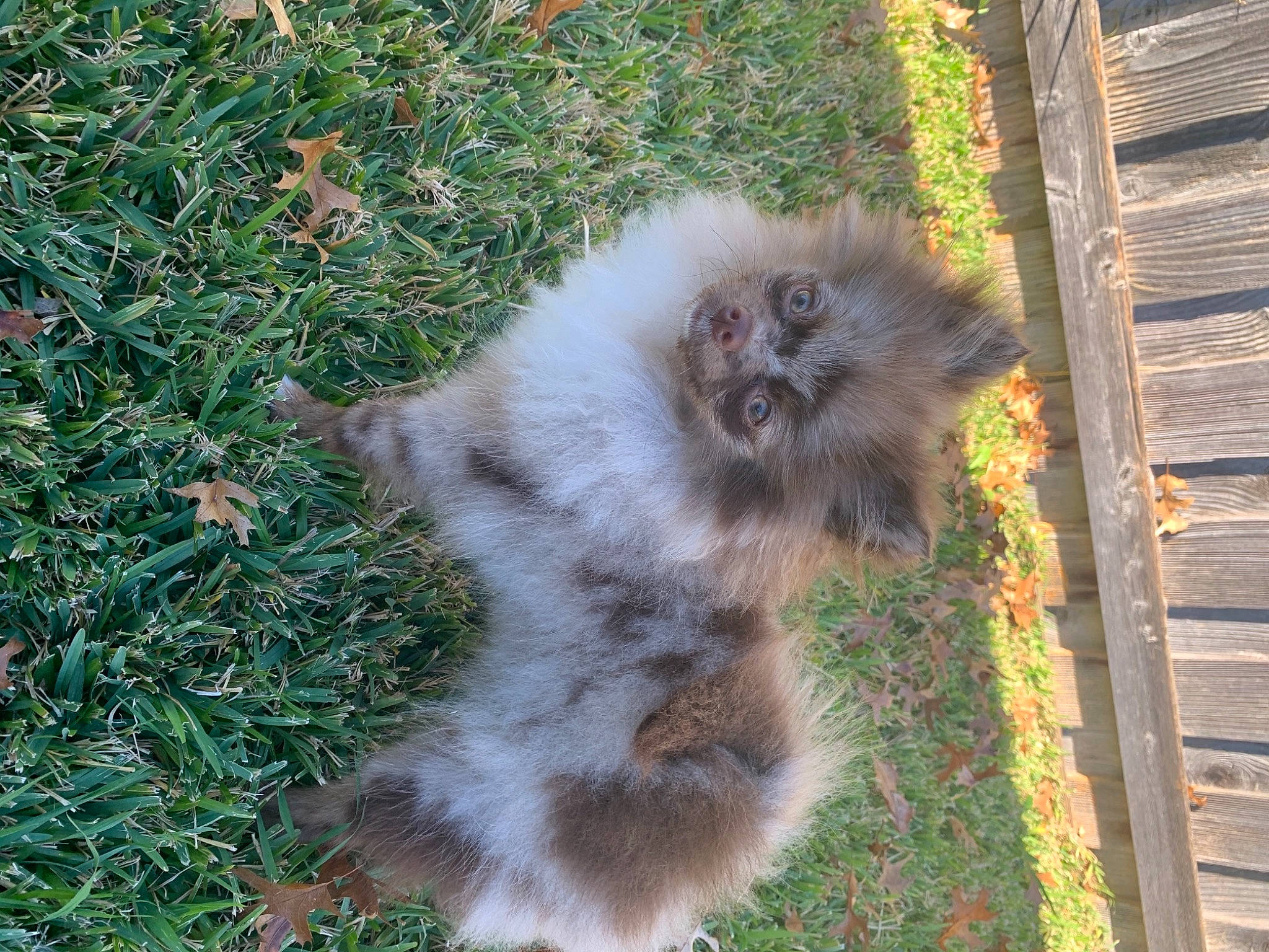 Andi is registered to the contest to win money with this photo: fawn, fur, grass, grass_family, groundcover, lumber, natural_material, siding, terrestrial_animal