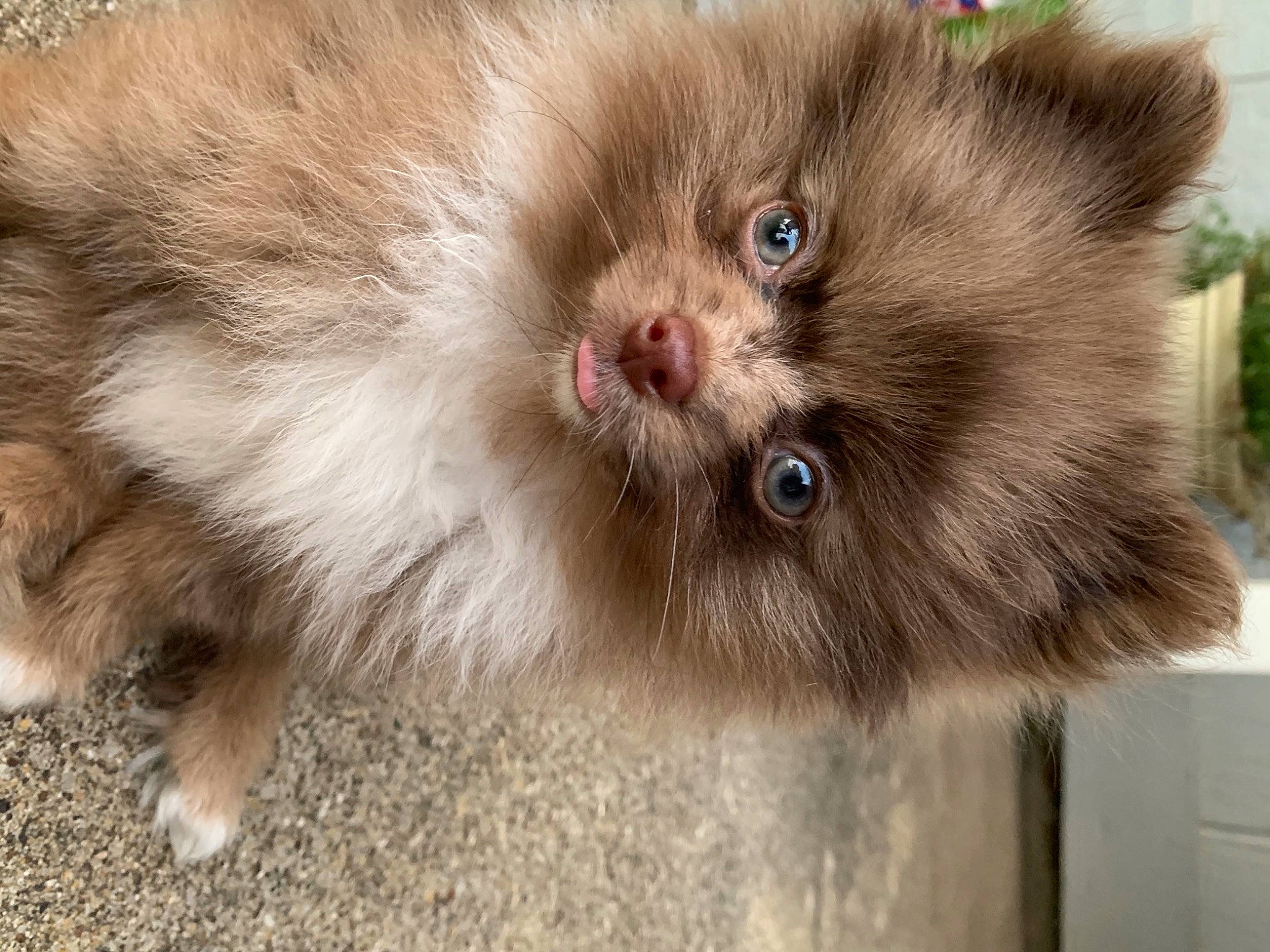 Andi is registered to the contest to win money with this photo: beige, british_semi_longhair, brown, carnivore, cat, domestic_long_haired_cat, fawn, felidae, fur, iris, kitten, liver, natural_material, persian, ragdoll, skin, small_to_medium_sized_cats, snout, vertebrate, whiskers
