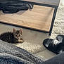 kitten, cat, tabby, indoor, rug, wooden_table, footwear, nike, slippers, blanket, floor, pet, small_animal, curious, relaxing, cozy, domestic, furniture, animal, household