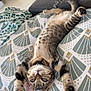kitten, tabby, cat, stretching, pillow, pattern, indoor, blanket, denim, jeans, relaxing, cute, pet, whiskers, ears, paw_pads, fur, floor, furniture, home