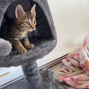 Alaska a rejoint le concours — aidez-le/la à gagner de superbes lots ! kitten, cat, cat_tree, gray, tabby, whiskers, indoor, pet, feline, toy, blanket, cozy, curious, fur, animal, playful, home, resting, paw_print, spring