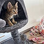 kitten, cat, cat_tree, gray, tabby, whiskers, indoor, pet, feline, toy, blanket, cozy, curious, fur, animal, playful, home, resting, paw_print, spring