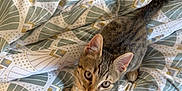 Alaska a rejoint le concours — aidez-le/la à gagner de superbes lots ! kitten, cat, tabby, pet, animal, cute, indoor, blanket, pattern, couch, fur, whiskers, ears, eyes, young, small, looking_up, resting, cozy, home
