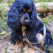 Chanel a rejoint le concours — aidez-le/la à gagner de superbes lots ! animal, black_fur, canine, curly_fur, dog, forest, fur, ground, leash, leaves, logs, moss, nature, outdoor, pet, pinecones, quiet, sitting, tan_fur, woods