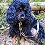 animal, black_fur, canine, curly_fur, dog, forest, fur, ground, leash, leaves, logs, moss, nature, outdoor, pet, pinecones, quiet, sitting, tan_fur, woods