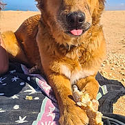 Neska a rejoint le concours — aidez-le/la à gagner de superbes lots ! dog, animal, beach_towel, sand, desert, sunny, blue_sky, tongue_out, paw, bread, outdoor, pet, cute, fluffy, relaxed, lying_down, daytime, mammal, canine, friendly
