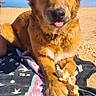 dog, animal, beach_towel, sand, desert, sunny, blue_sky, tongue_out, paw, bread, outdoor, pet, cute, fluffy, relaxed, lying_down, daytime, mammal, canine, friendly