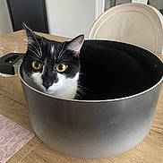 Boo participe au concours pour gagner de l'argent avec cette photo : cat, black_and_white, pot, cooking_pot, table, wooden_table, indoor, feline, pet, curious, yellow_eyes, animal, domestic_animal, kitchen, chair, furniture, looking, face, whiskers, ears
