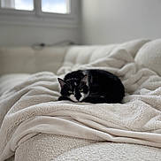 Boo participe au concours pour gagner de l'argent avec cette photo : animal, black_and_white_cat, blanket, cat, comfort, couch, cozy, cute, domestic_animal, fur, furniture, home, indoor, living_room, pet, relaxation, resting, sleeping, soft_texture, window