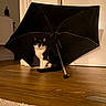 cat, black_and_white_cat, umbrella, indoor, wooden_floor, curious, pet, animal, feline, sitting, looking, door, home, domestic, flooring, shadow, quiet, light, mood, still_life