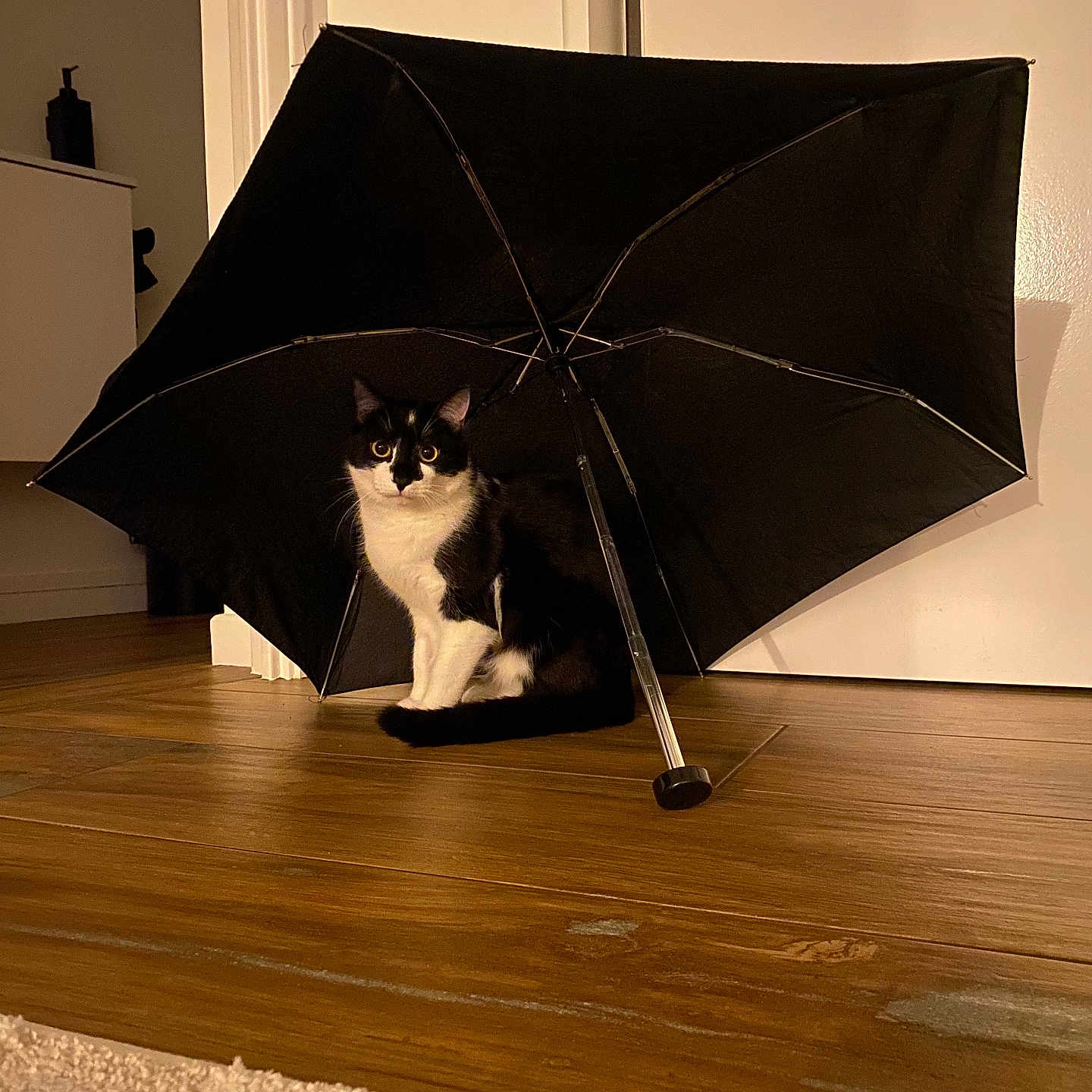 Boo participe au concours pour gagner de l'argent avec cette photo : cat, black_and_white_cat, umbrella, indoor, wooden_floor, curious, pet, animal, feline, sitting, looking, door, home, domestic, flooring, shadow, quiet, light, mood, still_life