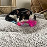 Boo participe au concours pour gagner de l'argent avec cette photo : cat, black_and_white, toy, feathers, blanket, texture, indoor, pet, feline, couch, cat_tree, cozy, alert, playful, fur, animal, resting, home, comfortable, curious
