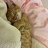 adorable, animal, blanket, cat, closeup, cozy, cute, domestic_cat, feline, fur, indoor, kitten, orange_tabby, pet, pink_pillow, relaxed, resting, sleeping, soft, young