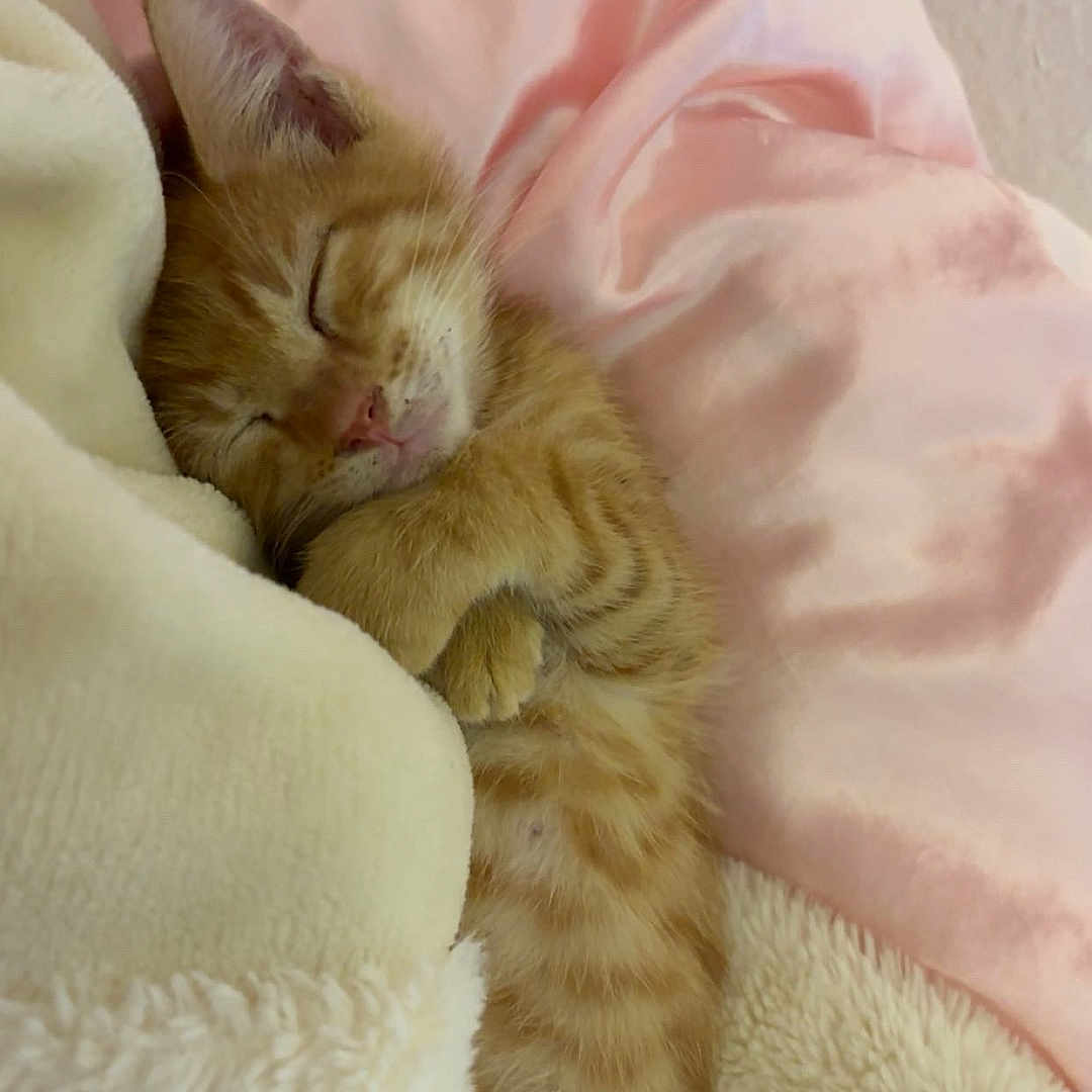 Zuko