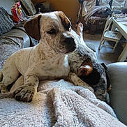 Volt a rejoint le concours — aidez-le/la à gagner de superbes lots ! dog, blanket, indoor, resting, sofa, living_room, pet, animal, relaxing, furniture, window, crutches, chair, table, foot, cozy, brown, white, black, spotted